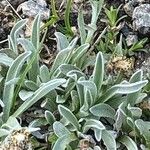 Antennaria carpatica 葉