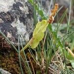 Botrychium lunaria Costuma