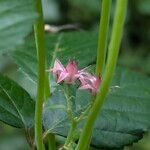 Hylotelephium maximum Flower