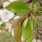 Prunus avium Blatt