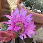 Gymnocalycium anisitsii Flower