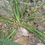 Eragrostis minor Blad