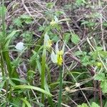 Allium paradoxum Λουλούδι