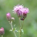 Serratula tinctoria Flors