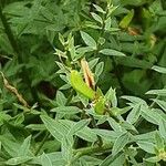 Genista tinctoria Fruit