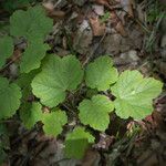 Acer opalus Feuille