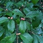 Frangula caroliniana Fruit