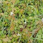 Rubus saxatilis Tervik taim
