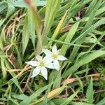 Ornithogalum divergensЦветок