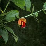 Holmskioldia sanguinea Flor