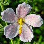 Kosteletzkya pentacarpos Flower