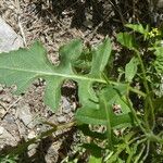 Sisymbrium irio Foglia