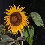 Helianthus giganteusКвітка