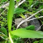 Dactylorhiza sambucina Blad