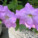 Petunia spp. Flors