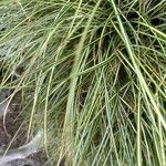 Carex ornithopoda Folha