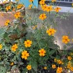 Tagetes tenuifoliaFlors