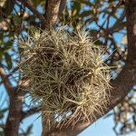 Tillandsia aeranthosഇല