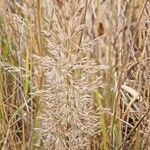 Calamagrostis arundinacea Meyve