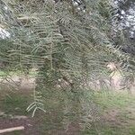 Prosopis chilensis Leaf