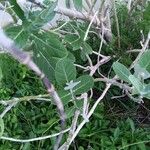 Calotropis gigantea Leaf