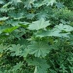 Ricinus communisLeaf