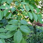 Zanthoxylum stenophyllum