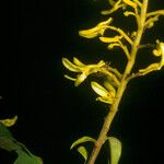 Vochysia tomentosa Flower