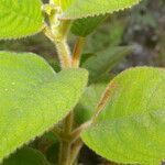 Moussonia ampla Leaf