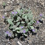 Phacelia cephalotes Συνήθη χαρακτηριστικά