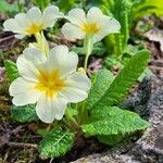 Primula × polyantha Blomst