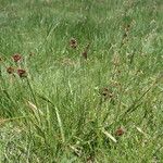 Luzula multiflora Hábito