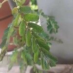 Phyllanthus niruri Leaf