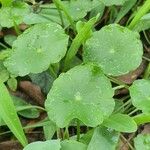 Hydrocotyle verticillata Лист