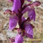 Orchis spitzelii Anders