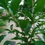 Combretum indicum পাতা