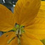 Senna macranthera Flower