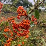 Pyracantha coccineaFrutto