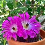 Echinocereus pentalophus Leaf