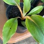 Chlorophytum orchidastrum Leaf