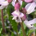 Astragalus australis 花