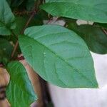 Cobaea scandens 葉
