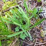 Bupleurum stellatum Leaf