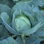 Brassica oleraceaLeaf