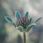 Trifolium alpestre Цветок