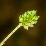 Ranunculus sardous Fruto