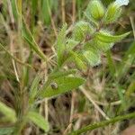 Nonea echioides 葉