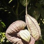 Aristolochia gorgona Gyümölcs
