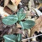 Goodyera pubescens Blatt