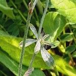 Trifolium arvense Leaf